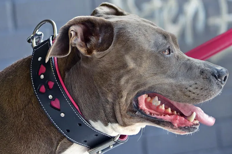 Hand Made Leather Dog Collar - Queen of Hearts (Wide Fit)