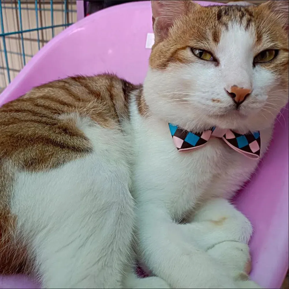 Hexagon and Heart Bowtie Breakaway Cat Collars