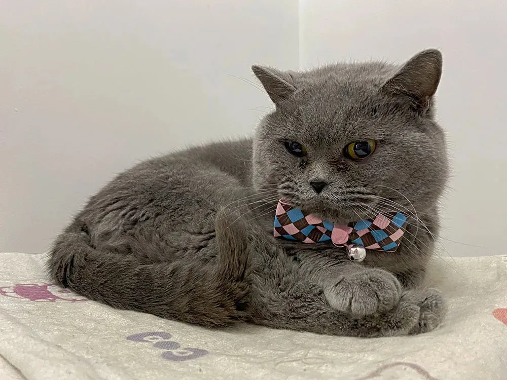 Hexagon and Heart Bowtie Breakaway Cat Collars