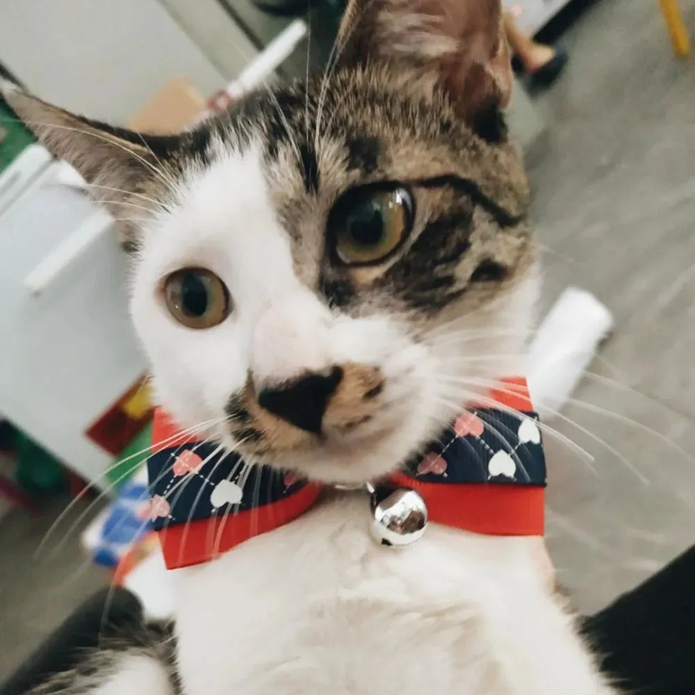 Hexagon and Heart Bowtie Breakaway Cat Collars