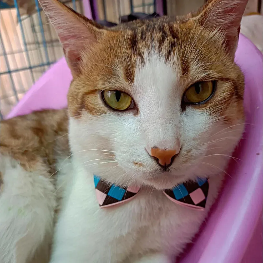 Hexagon and Heart Bowtie Breakaway Cat Collars