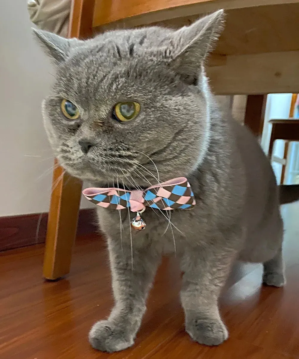 Hexagon and Heart Bowtie Breakaway Cat Collars