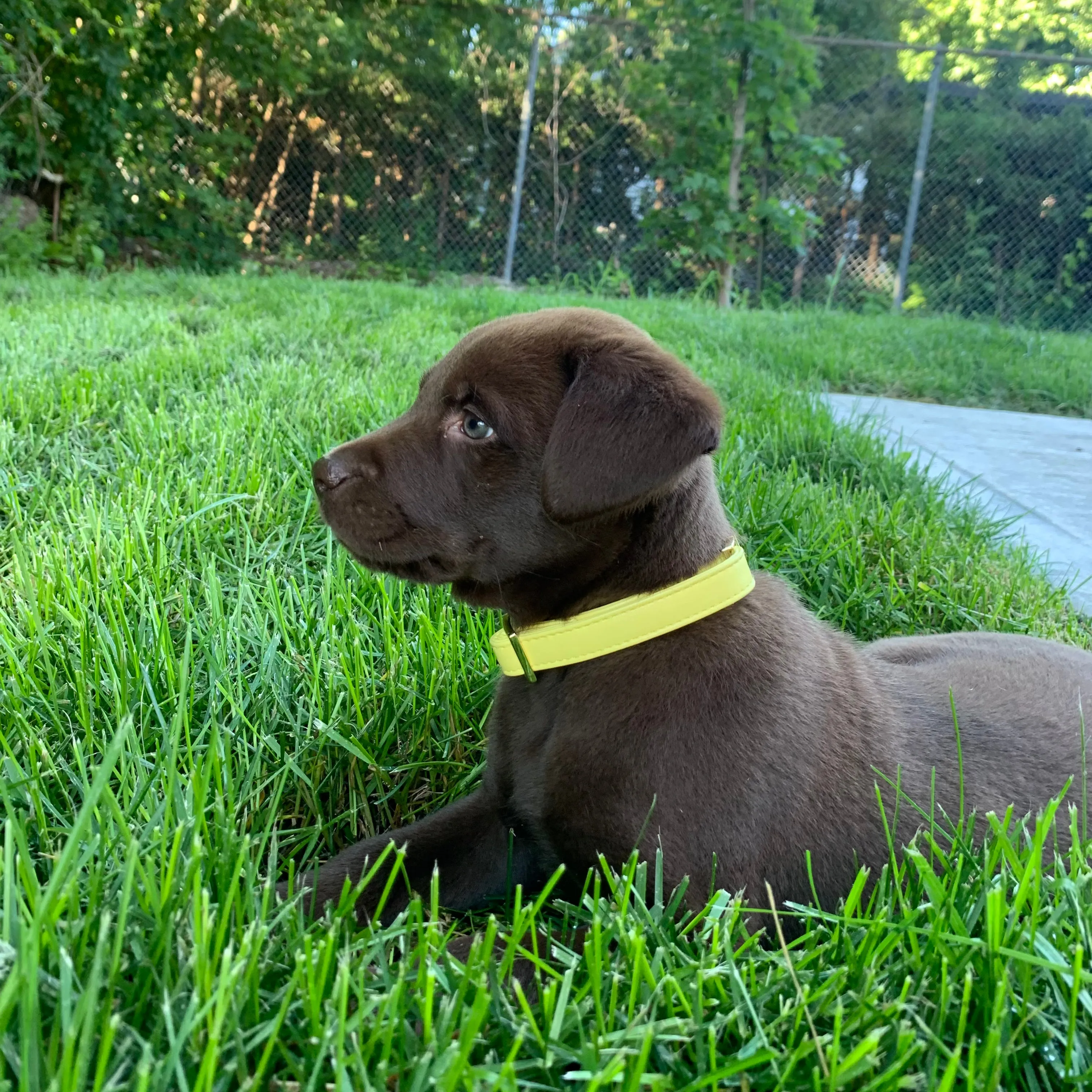 Honey Collar