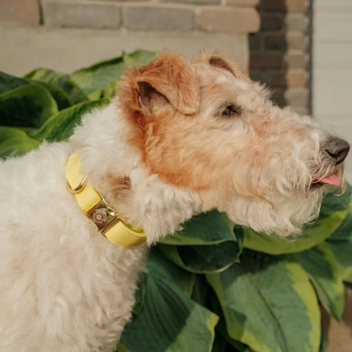 Honey Collar