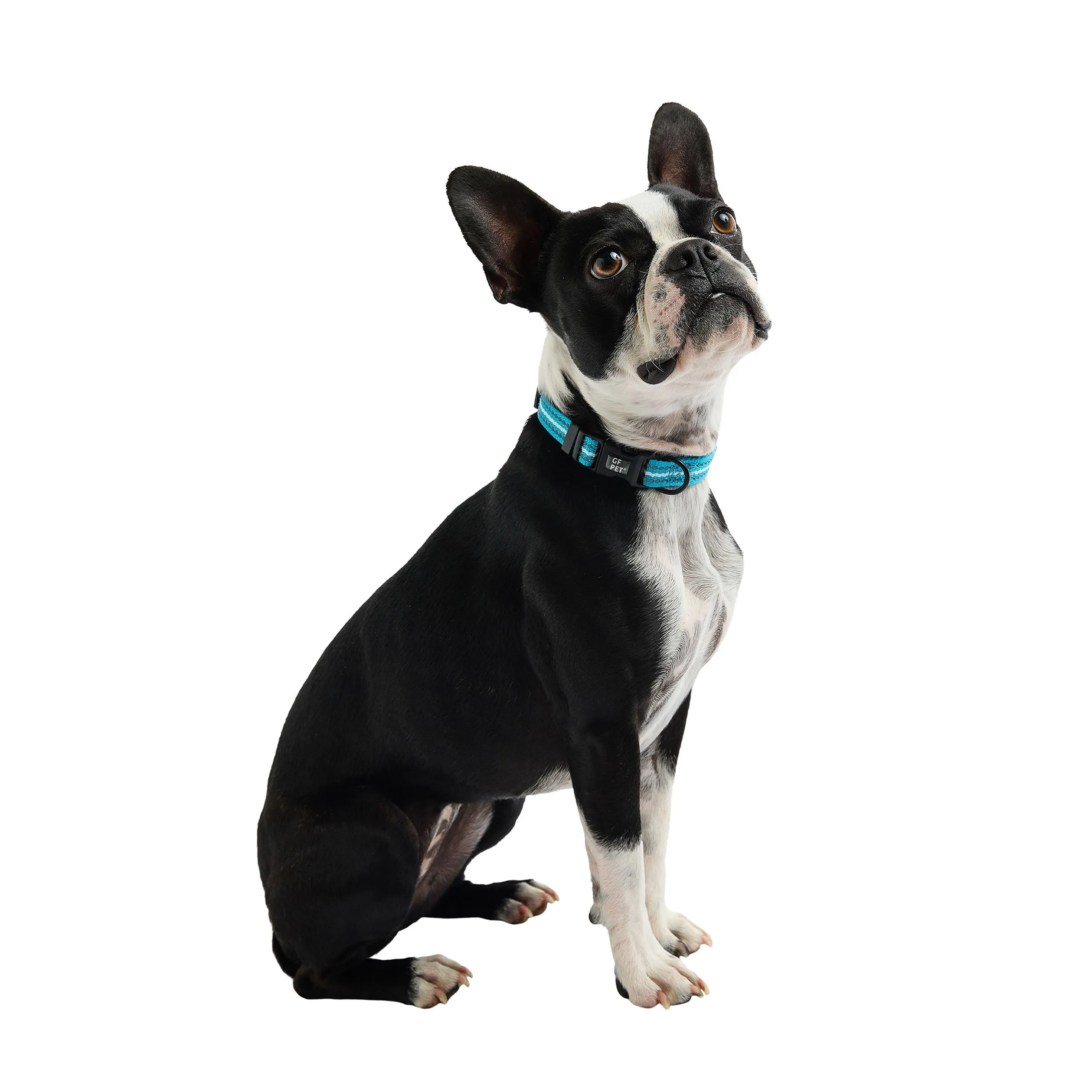 Reflective Dog Collar Blue – Adjustable, High-Visibility, and Durable